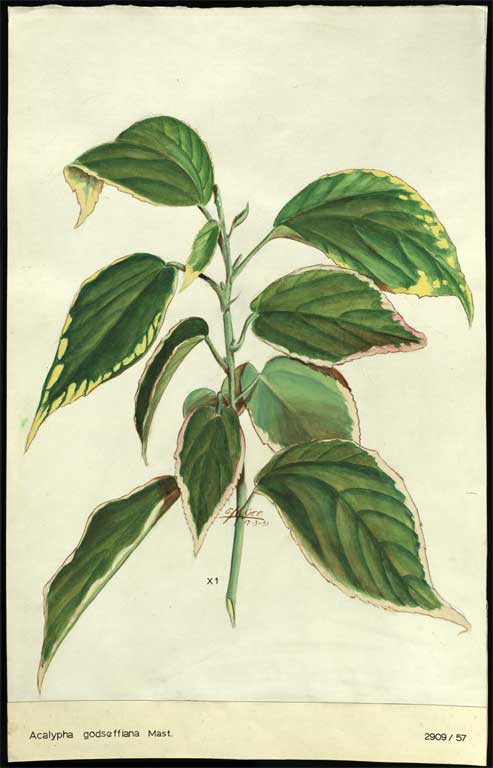 Acalypha godseffiana Mast. Acalypha godseffiana Mast.