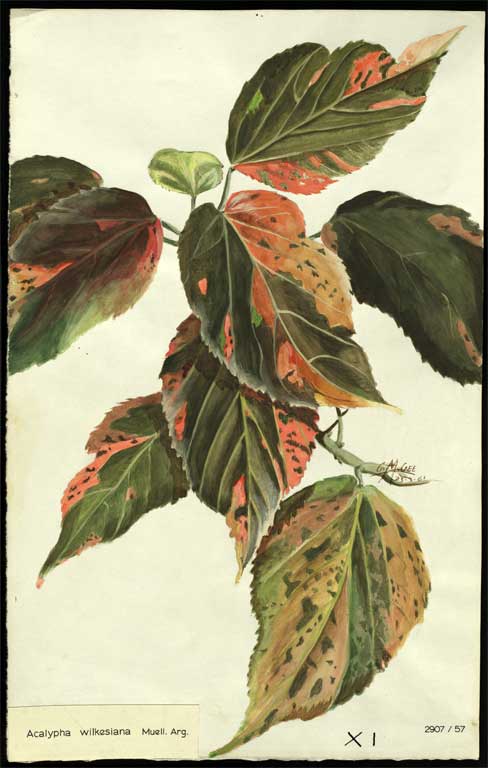 Acalypha wilkesiana Muell. Arg. Acalypha wilkesiana Muell. Arg.
