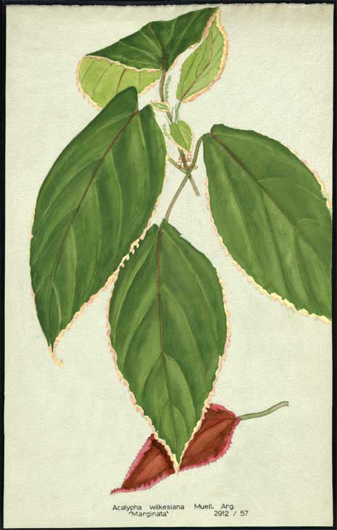 Acalypha wilkensiana Muell. Arg. 'Marginata' Acalypha wilkensiana Muell. Arg. 'Marginata'