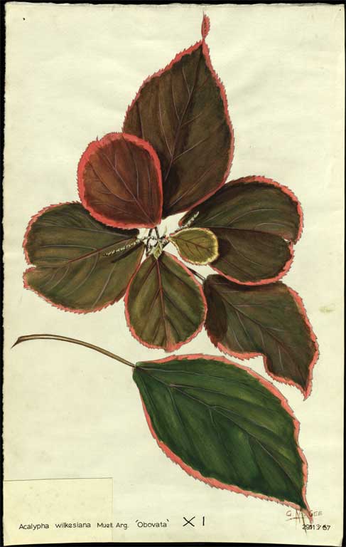 Acalypha wilkesiana Muell. Arg. 'Obovata' Acalypha wilkesiana Muell. Arg. 'Obovata'