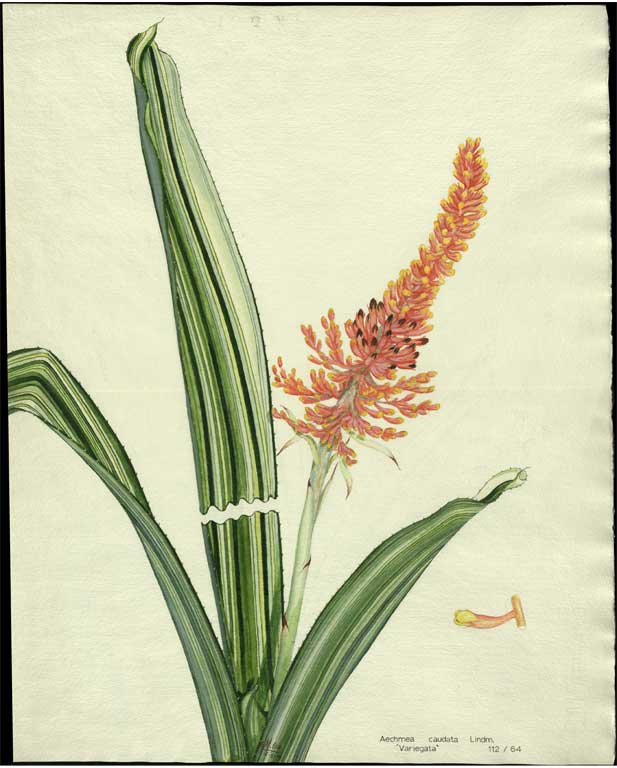 Aechmea caudata Lindm. 'Variegata' Aechmea caudata Lindm. 'Variegata'