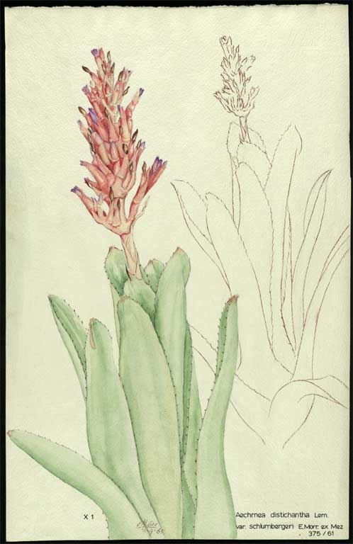 Aechmea distichantha Lem. var. schlumbergeri E.Morr.ex Mez Aechmea distichantha Lem. var. schlumbergeri E.Morr.ex Mez