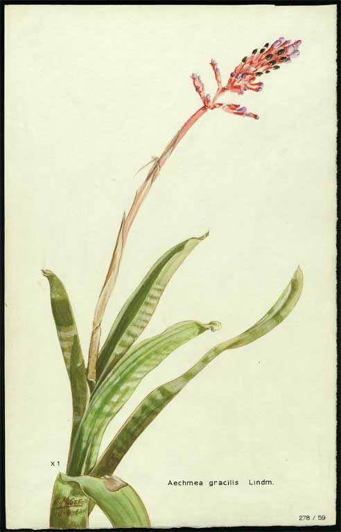 Aechmea gracilis Lindm Aechmea gracilis Lindm