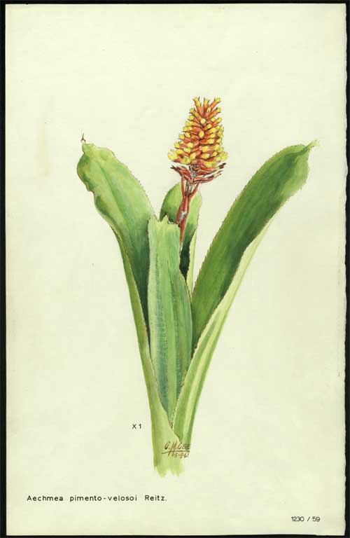 Aechmea pimento - velosoi Reitz Aechmea pimento - velosoi Reitz