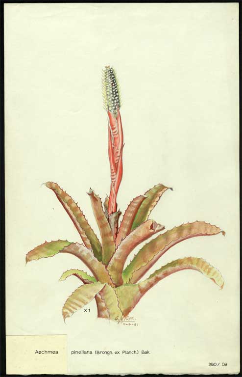 Aechmea pineliana (Brongn ex Planch.) Bak. Aechmea pineliana (Brongn ex Planch.) Bak.
