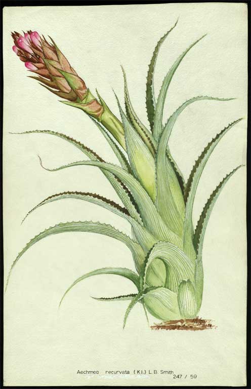 Aechmea recurvata (K.I.) Aechmea recurvata (K.I.)