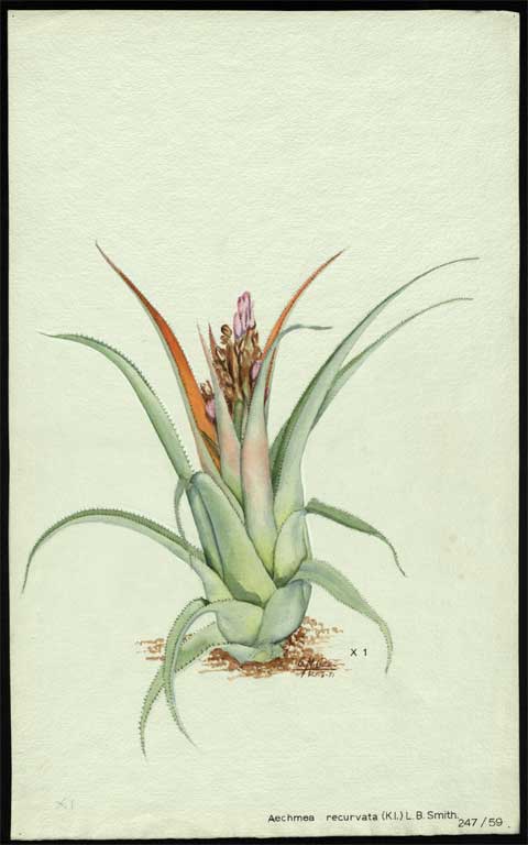 Aechmea recurvata (K.I.) Aechmea recurvata (K.I.)