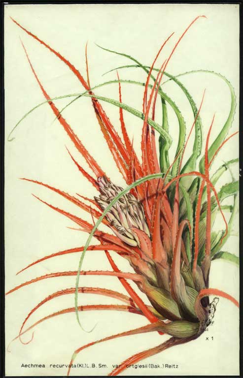 Aechmea recurvata (KI.) L. B. Sm. var. ortgiesii (Bak.) Reitz 