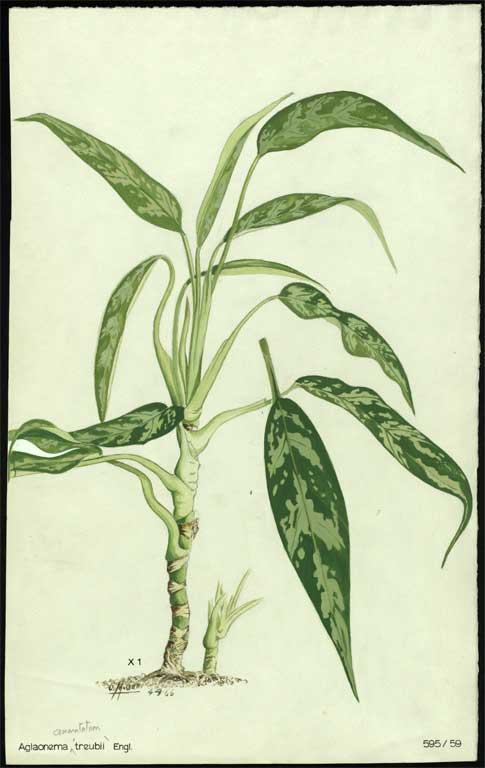 Aglaonema commutatum 'Treubii' Engl. Aglaonema commutatum 'Treubii' Engl.