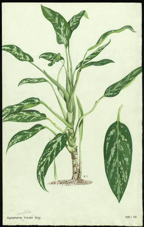 Aglaonema commutatum 'Treubii' Engl. Aglaonema commutatum 'Treubii' Engl.
