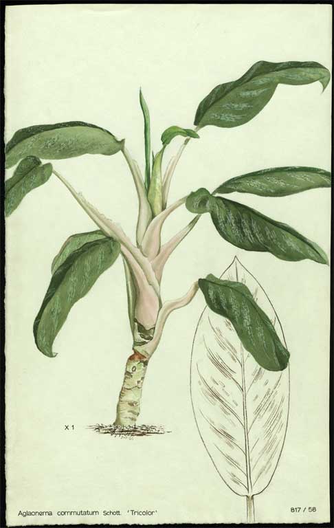 Aglaonema commutatum Schott. 'Tricolor' Aglaonema commutatum Schott. 'Tricolor'