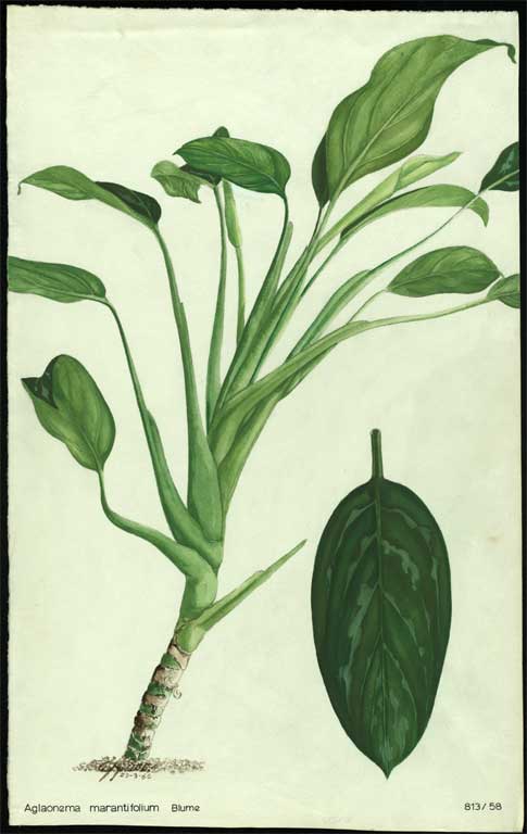 Aglaonema marantifolium Blume Aglaonema marantifolium Blume