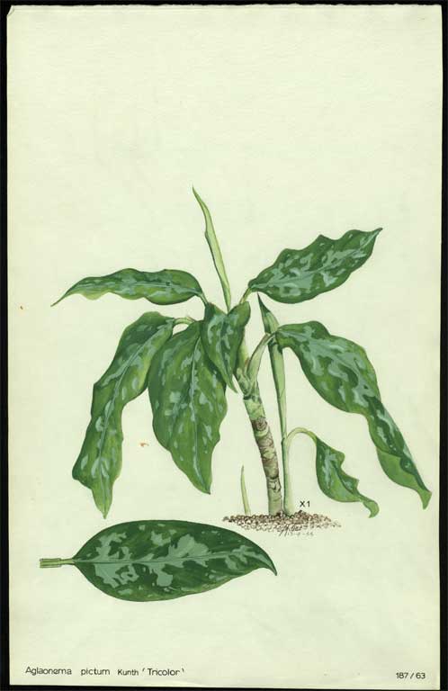 Aglaonema pictum Kunth 'Tricolor' Aglaonema pictum Kunth 'Tricolor'