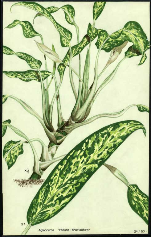 Aglaonema 'Pseudo - bracteatum' Aglaonema 'Pseudo - bracteatum'