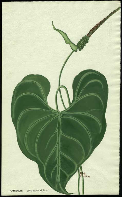 Anthurium cordatum G. Don Anthurium cordatum G. Don