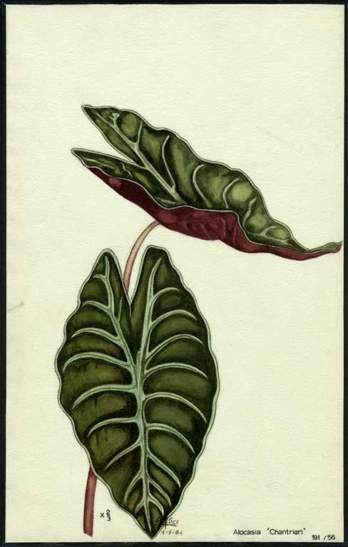 Alocasia 'Chantrieri' Alocasia 'Chantrieri'