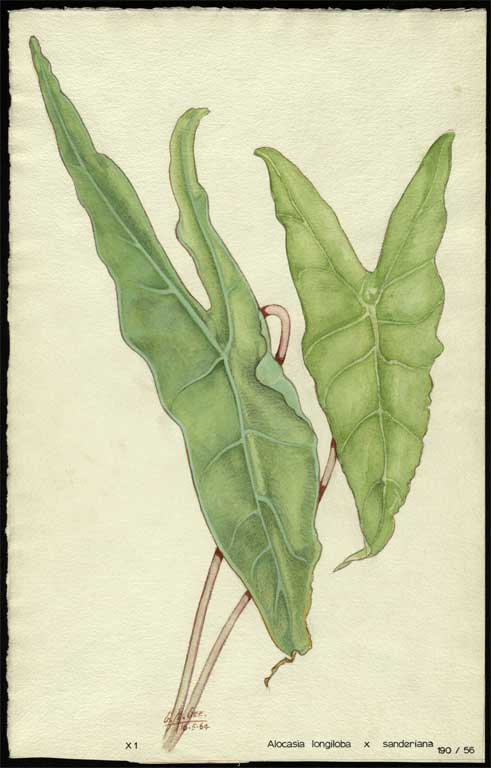 Alocasia longiloba x sanderiana Alocasia longiloba x sanderiana