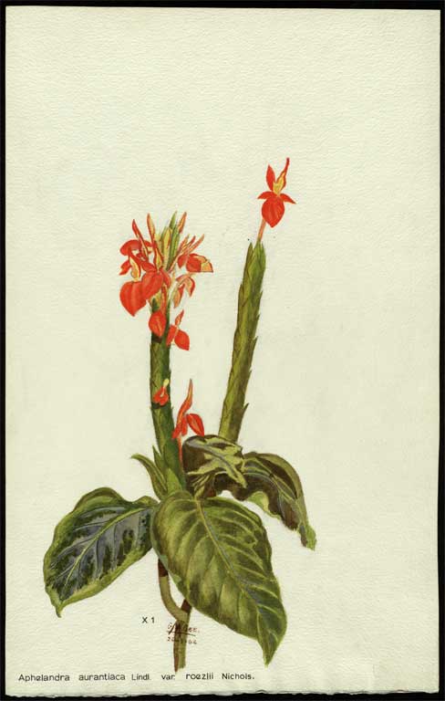 Aphelandra aurantiaca Lindl. var. roezlii Nichols. Aphelandra aurantiaca Lindl. var. roezlii Nichols.