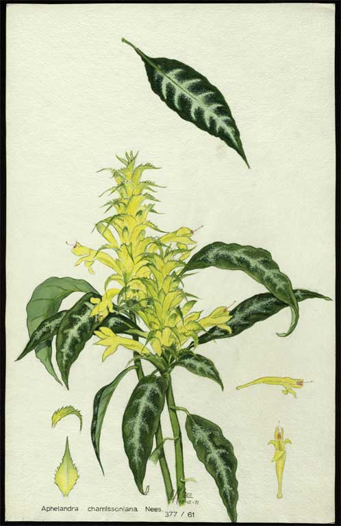 Aphelandra chamissoniana Nees. Aphelandra chamissoniana Nees.