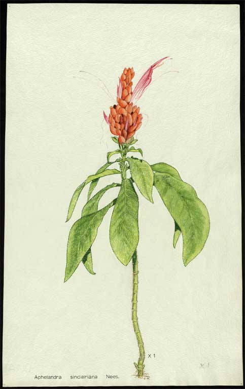 Aphelandra sinclairiana Nees. Aphelandra sinclairiana Nees.