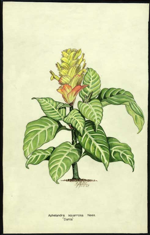 Aphelandra squarrosa Nees 'Dania' Aphelandra squarrosa Nees 'Dania'
