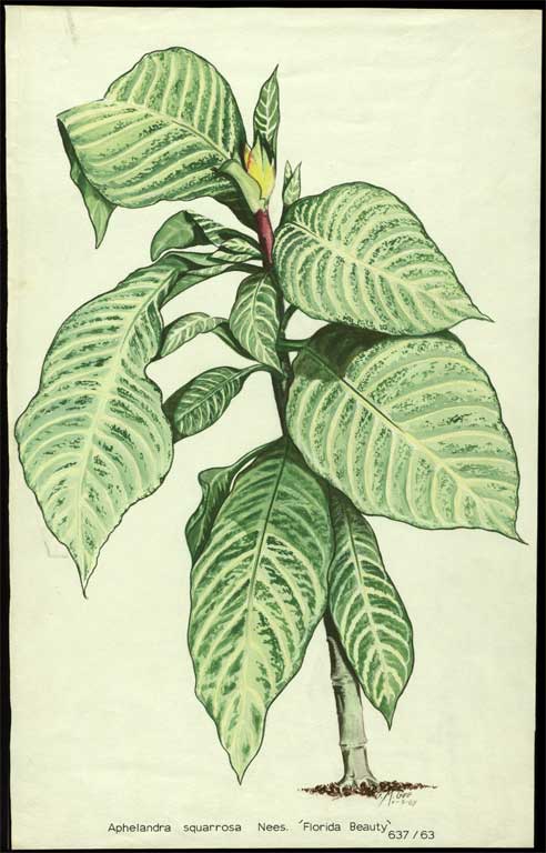 Aphelandra squarrosa Nees. 'Florida Beauty' Aphelandra squarrosa Nees. 'Florida Beauty'
