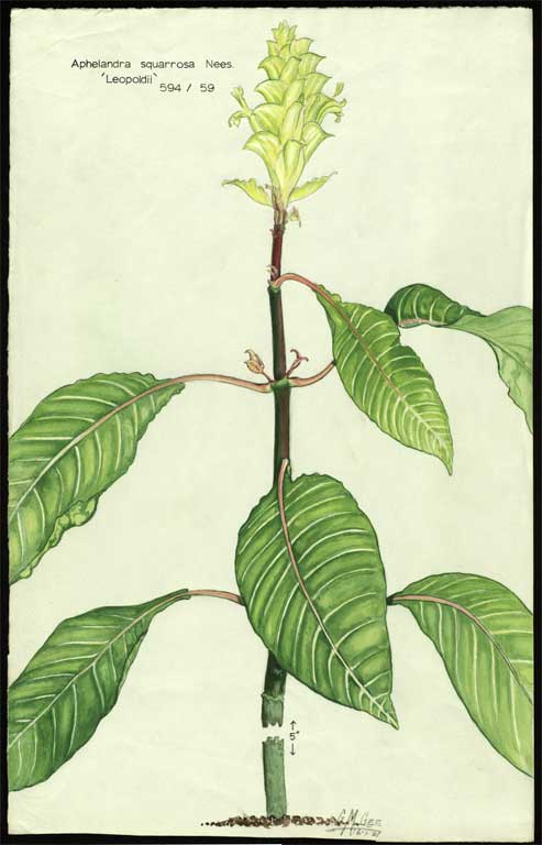 Aphelandra squarrosa Nees. 'Leopoldii' Aphelandra squarrosa Nees. 'Leopoldii'