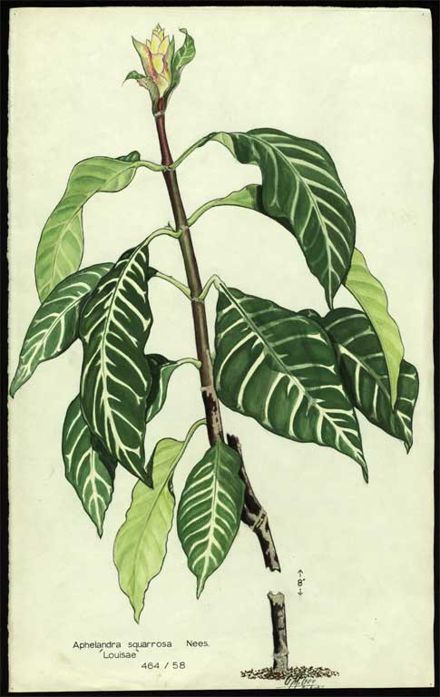 Aphelandra squarrosa Nees. 'Louisae' Aphelandra squarrosa Nees. 'Louisae'