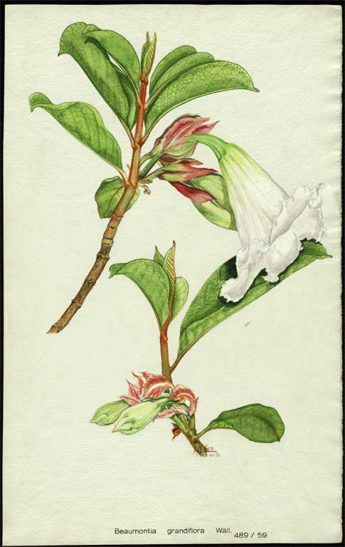Beaumontia grandiflora Wall. Beaumontia grandiflora Wall.