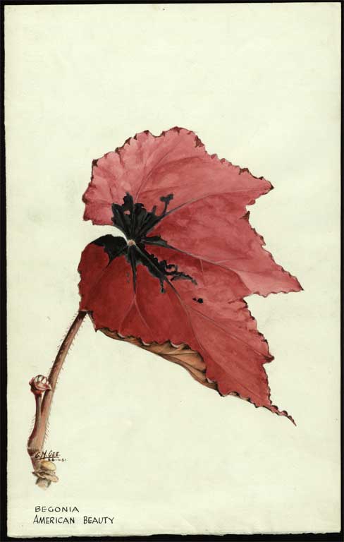 Begonia 'American Beauty' Begonia 'American Beauty'