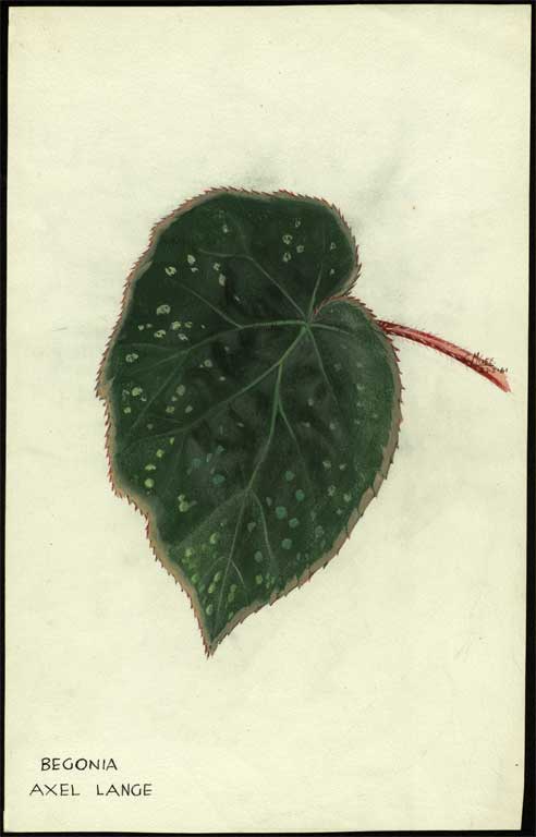 Begonia 'Axel Lange' Begonia 'Axel Lange'