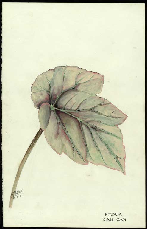 Begonia 'Can Can' Begonia 'Can Can'