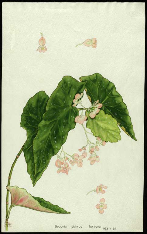 Begonia dichroa Sprague Begonia dichroa Sprague