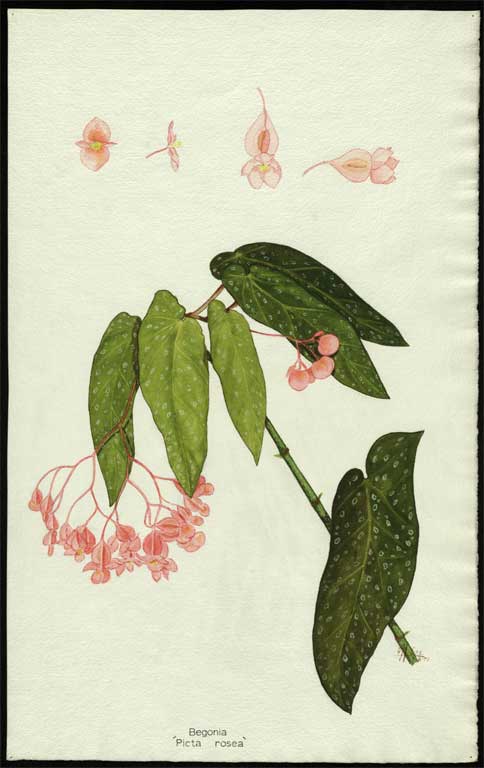 Begonia picta - rosea Begonia picta - rosea