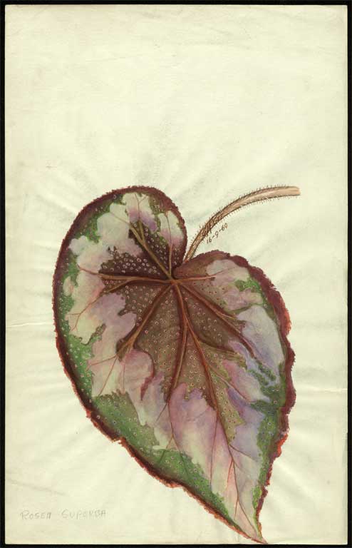 'Rosea Superba' 'Rosea Superba'