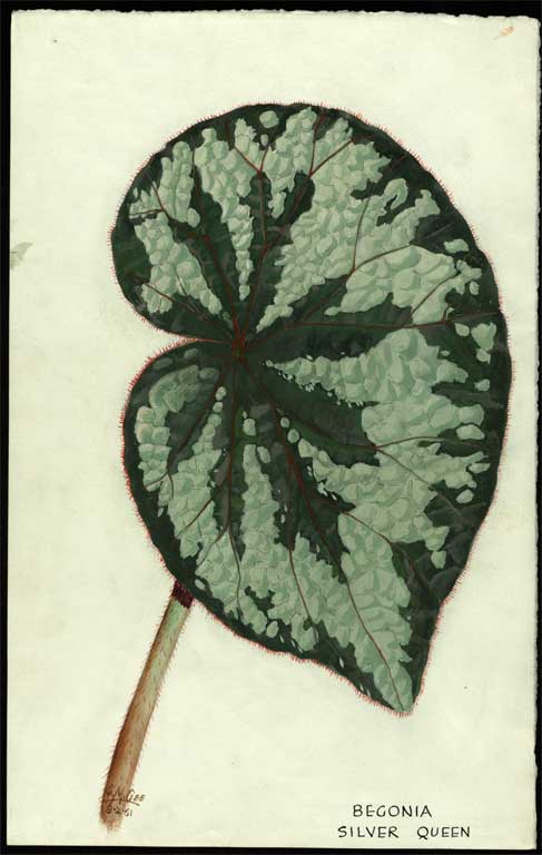 Begonia 'Silver Queen' Begonia 'Silver Queen'