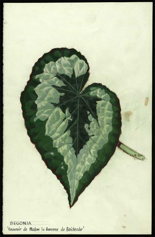 Begonia 'Souvenir de Madam la Baronne de Bleichroder' Begonia 'Souvenir de Madam la Baronne de Bleichroder'
