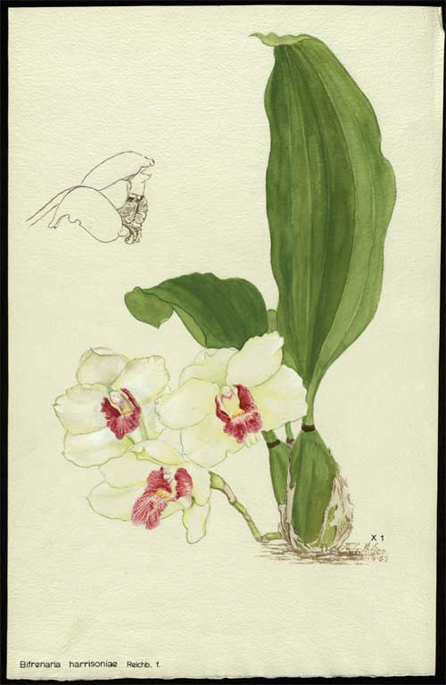 Bifrenaria harrisoniae Reichb. f. Bifrenaria harrisoniae Reichb. f.