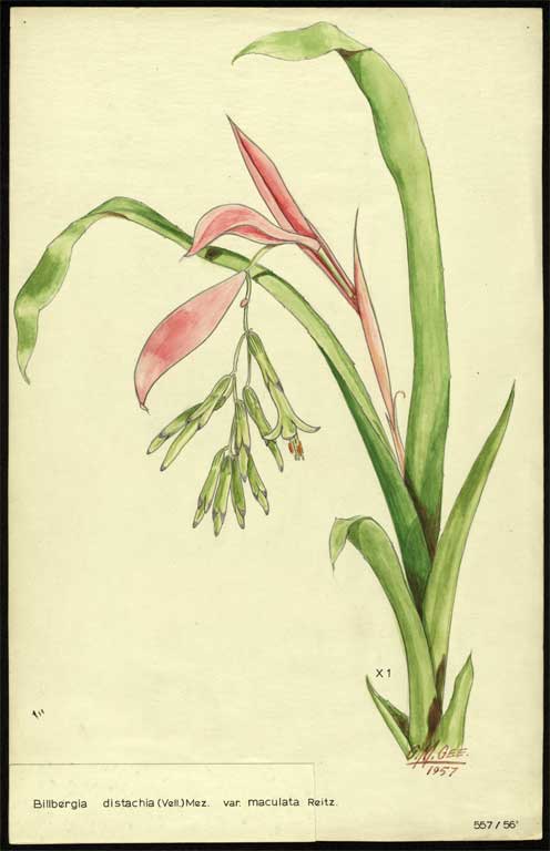 Billbergia distachia (Vell.) Mez var. maculata Reitz Billbergia distachia (Vell.) Mez var. maculata Reitz