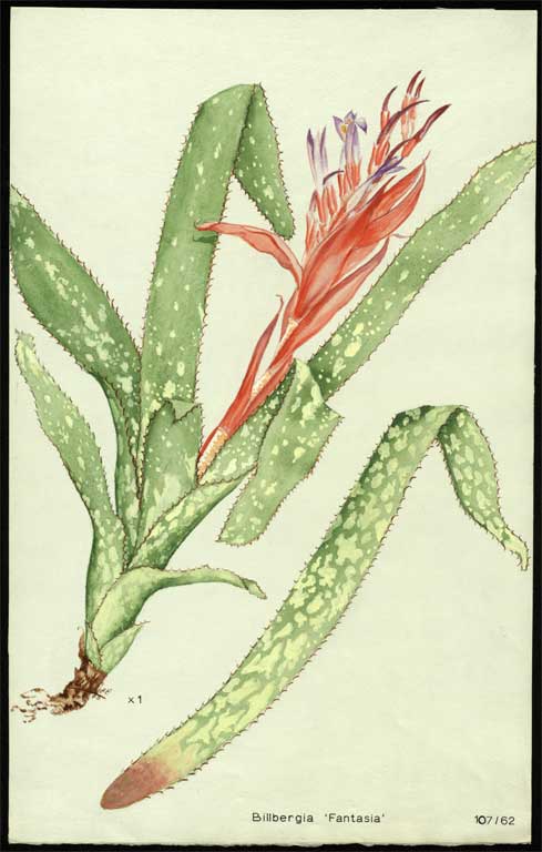 Billbergia 'Fantasia' Billbergia 'Fantasia'