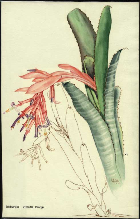 Billbergia vittata Brongn. Billbergia vittata Brongn.