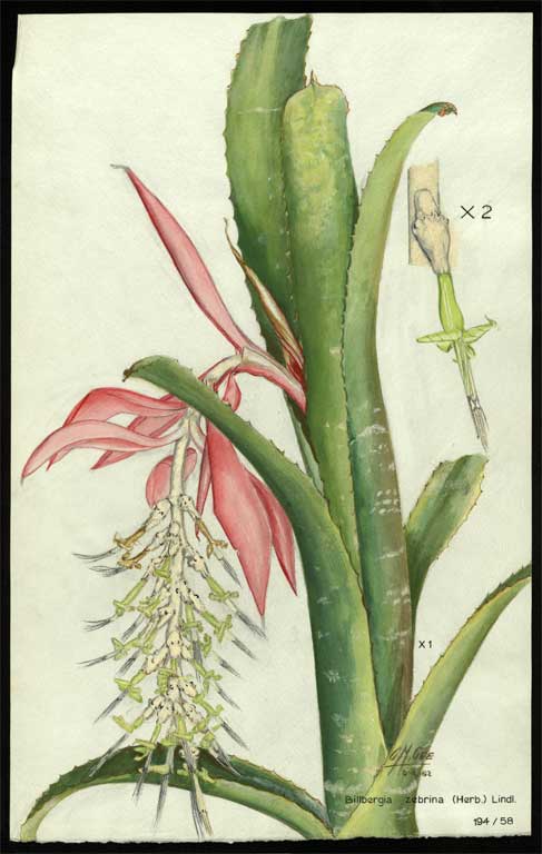 Billbergia zebrine (Herb.) Lindl. Billbergia zebrine (Herb.) Lindl.