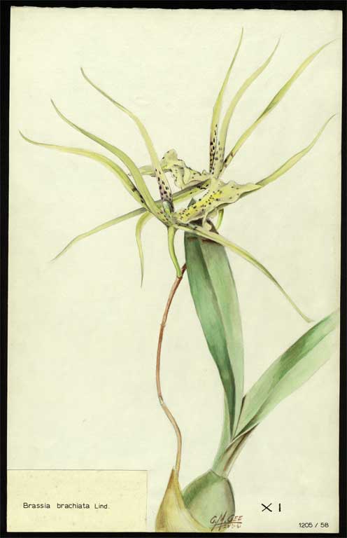 Brassia brachiata Lind. Brassia brachiata Lind.