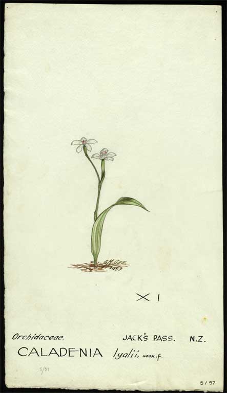 Orchidaceae. Caladenia lyalii. Hook.F Orchidaceae. Caladenia lyalii. Hook.F