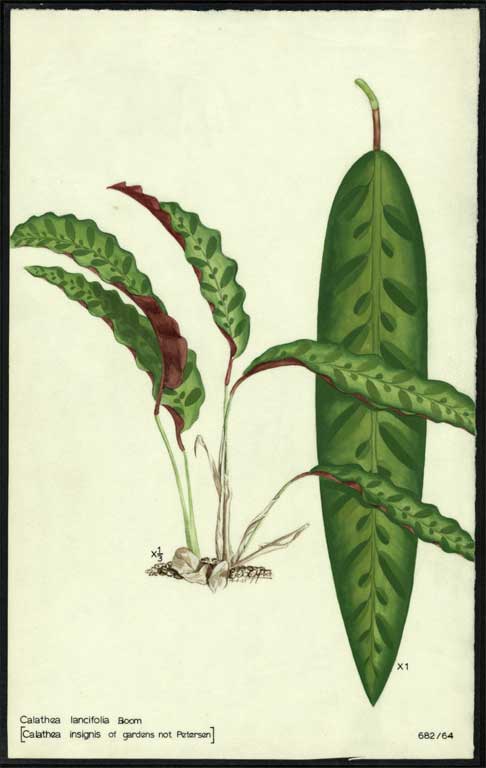 Calathea lancifolia Boom Calathea lancifolia Boom