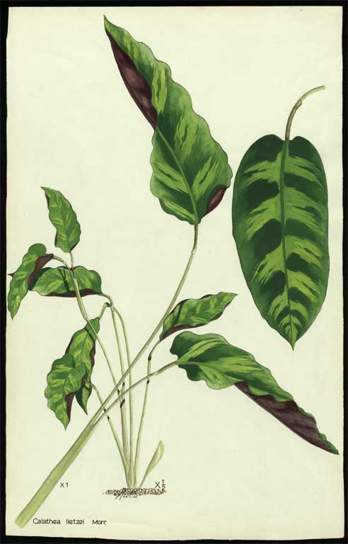 Calathea lietzei Morr. Calathea lietzei Morr.