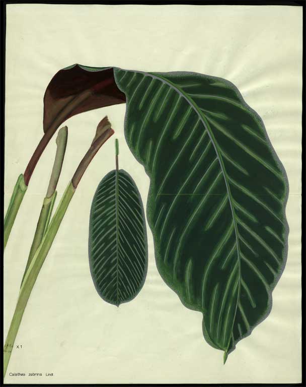 Calathea zebrine Lindl. Calathea zebrine Lindl.