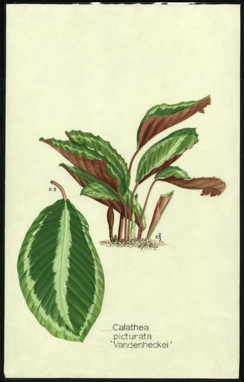 Calathea picturata 'Vandenheckei' Calathea picturata 'Vandenheckei'