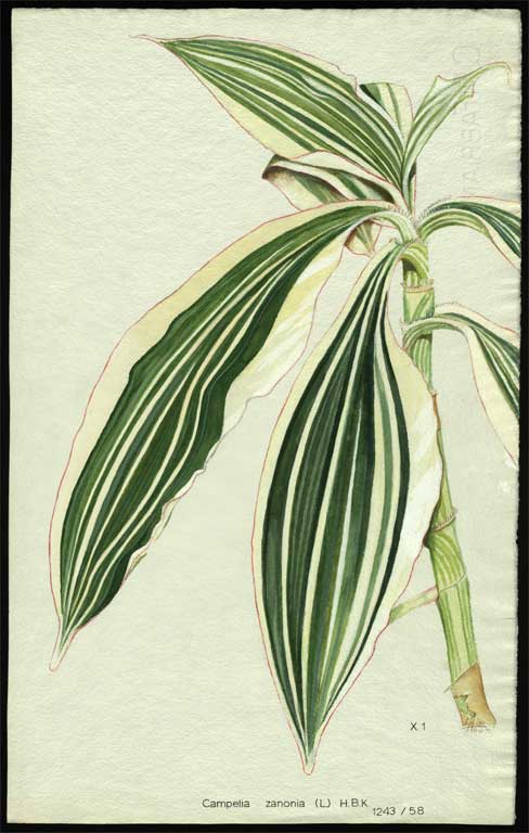 Campelia zanonia (L.) H.B.K. Campelia zanonia (L.) H.B.K.