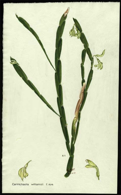 Carmichaelia williamsii Carmichaelia williamsii